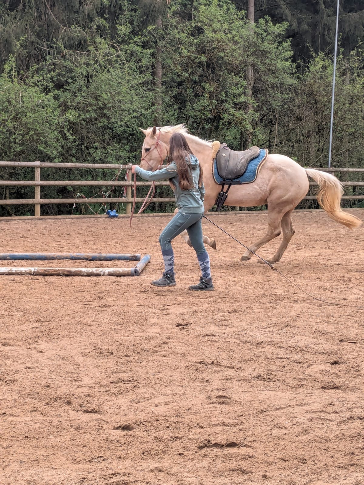 Eine Teilnehmerin eines Natural Horsemanship Kurses longiert Ihr Pferd im Galopp über eine Stangen Box